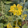 Jerusalem Sage