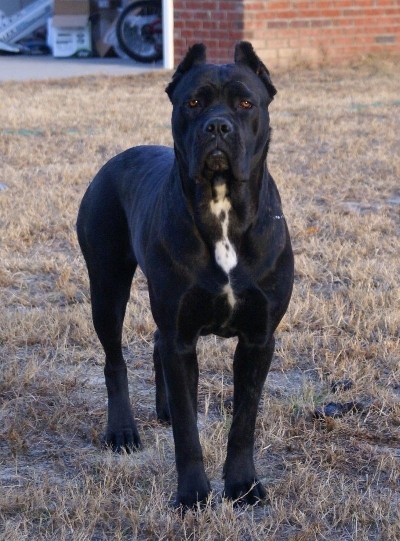 Cane corso