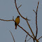 Blue-hooded euphonia