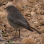 Black Redstart; Colirrojo Tizon