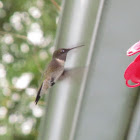 Ruby-Throated Hummingbird