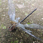 Dragonfly [Death]