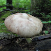 Pluteus Mushroom