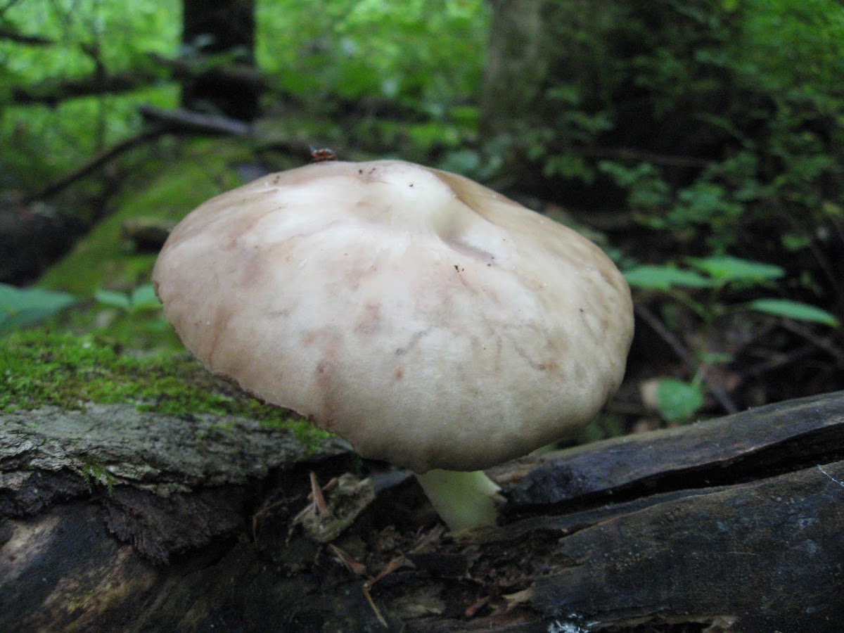 Pluteus Mushroom
