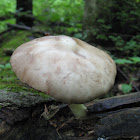 Pluteus Mushroom