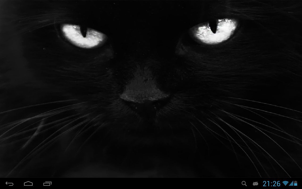 Black cats Live Wallpaper - Android Apps on Google Play