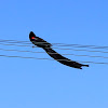 Long-tailed widowbird