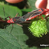 Red Bug or Cotton Stainer