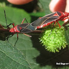 Red Bug or Cotton Stainer