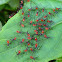 Assassin bug nymphs