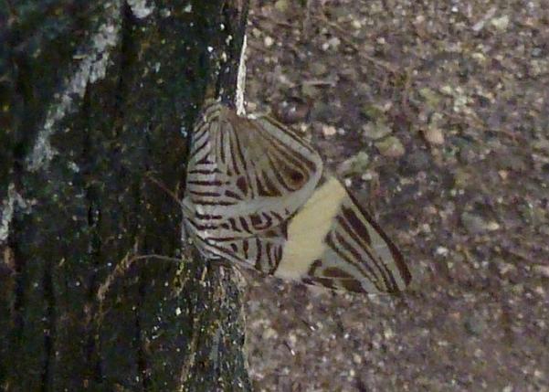 Zebra Butterfly