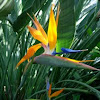 Ave del paraíso. Bird of paradise