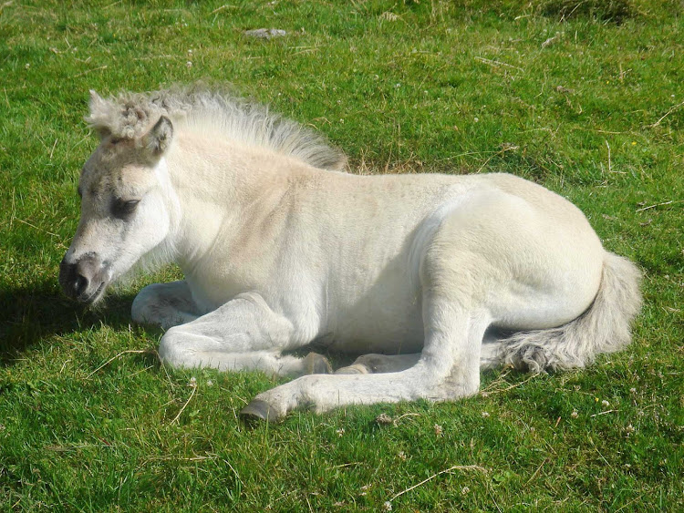 Fjord Pony foal at Herdal Summer Farm, Norddal, Norway. 