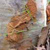 Timber Moth Caterpillar