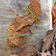 Timber Moth Caterpillar