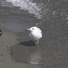 Juvenile Black-billed Gull