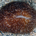 Oval Mushroom Coral