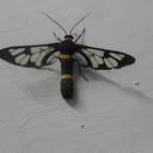 Clearwing wasp moth/Handmaiden moth