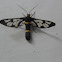 Clearwing wasp moth/Handmaiden moth