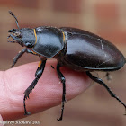 Stag beetle (female)