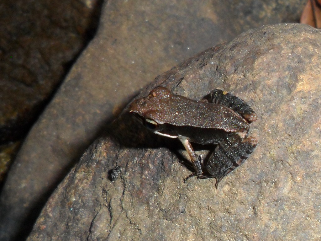 Bronzed frog