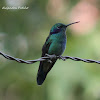 Colibrí Chillón Común - Sparkling Violetear