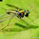 Long-legged fly