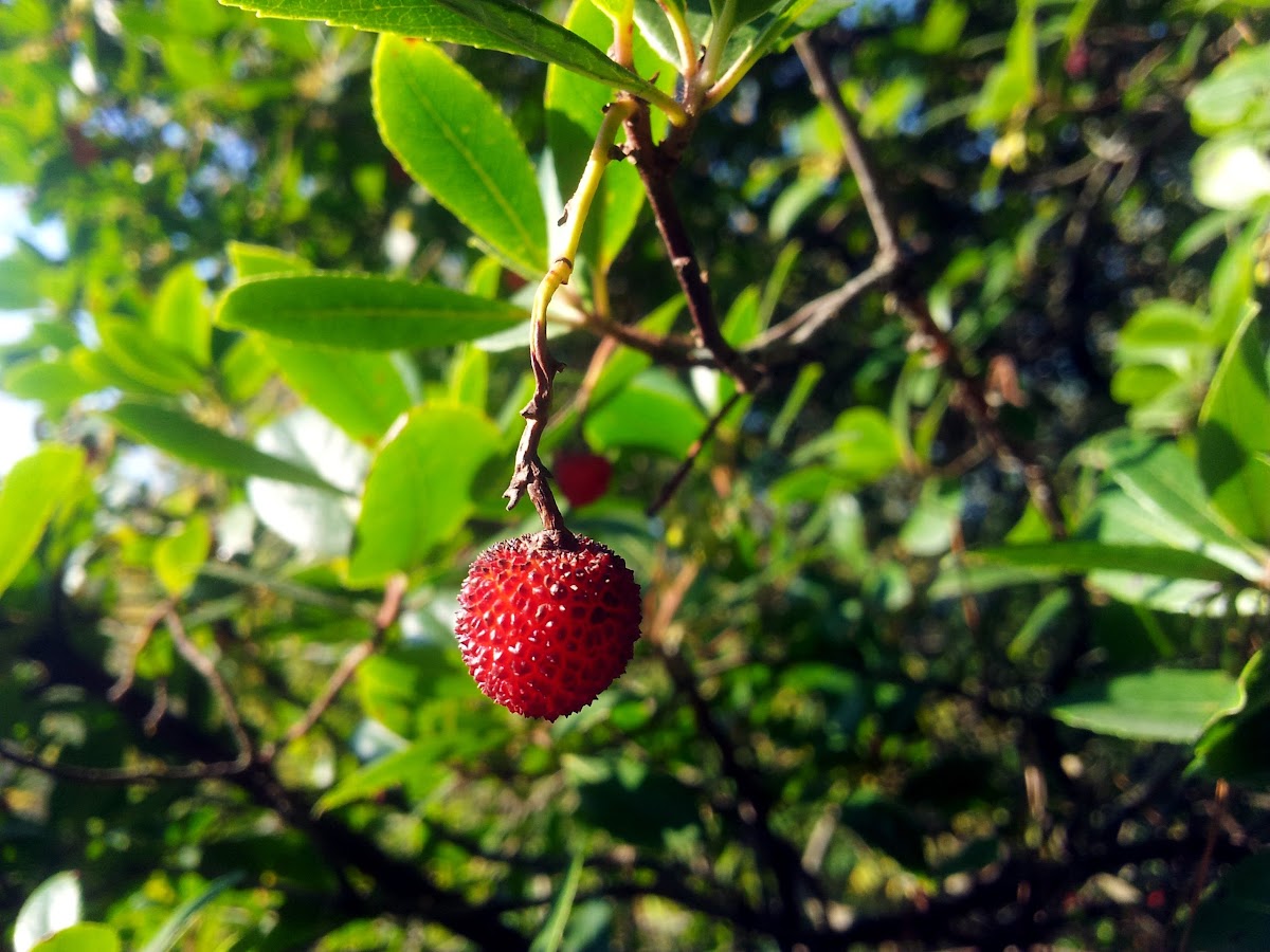 Strawberry tree