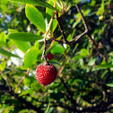 Strawberry tree