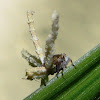 Ricaniid Planthopper (nymph)