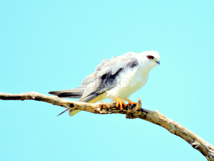 Elang Tikus by Yusop Sulaiman - Animals Birds