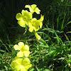 Oxalis (Wood Sorrel)