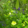 Blue-Black Salvia and Alamanda