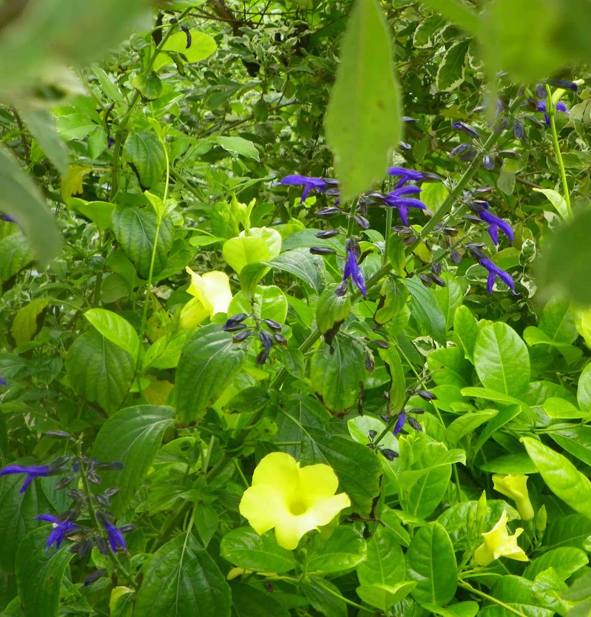 Blue-Black Salvia and Alamanda