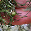 ? Fly galls on Giant Honey Myrtle