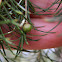 ? Fly galls on Giant Honey Myrtle