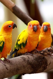 Birds Wallpaper Screenshots 5