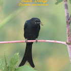 Black Drongo