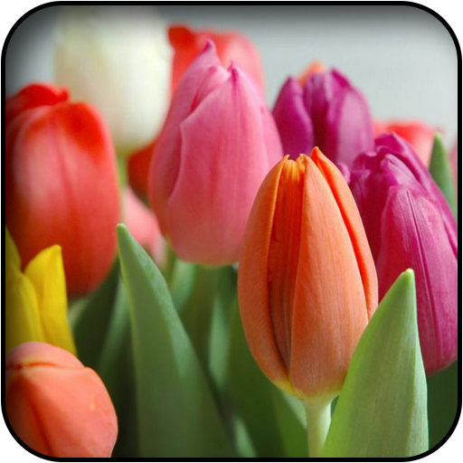 Tulips Wallpapers 個人化 App LOGO-APP開箱王