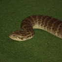 Death Adder