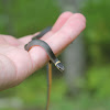 Northern Ringneck Snake