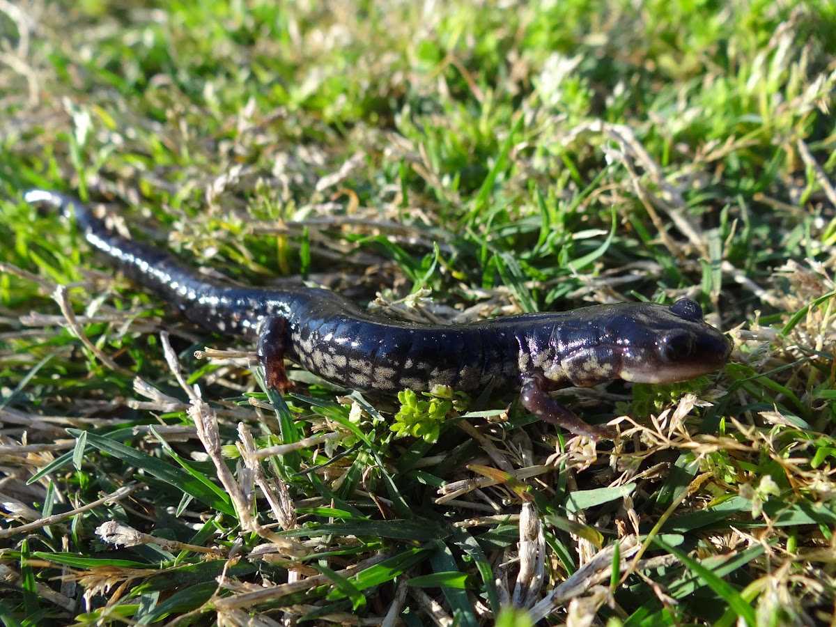 Atlantic Coast Slimy Salamander