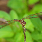 Needham's Skimmer Dragonfly