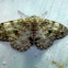 Spring Moth