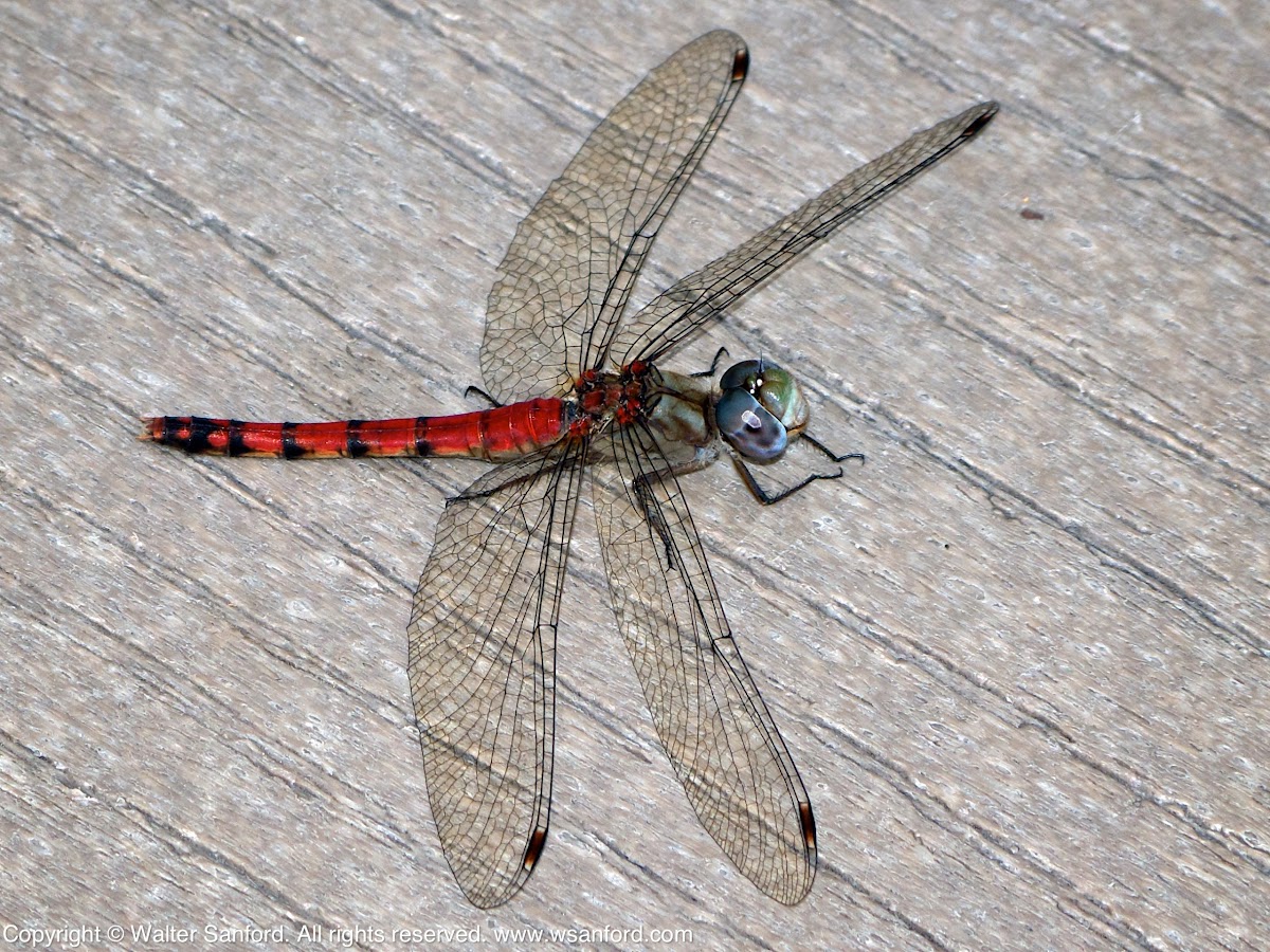 Blue-faced Meadowhawk dragonfly (female)