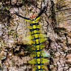Rose Myrtle Lappet Moth Caterpillar