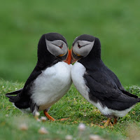 Puffin