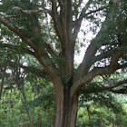 Water oak