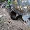 Eastern box turtle (female laying eggs)