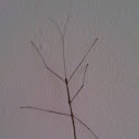 Stick Insect